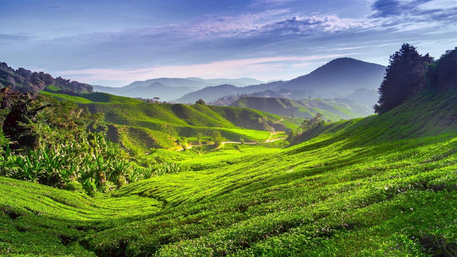 Things To Do In Cameron Highlands – First Time Visitors, Take Note!